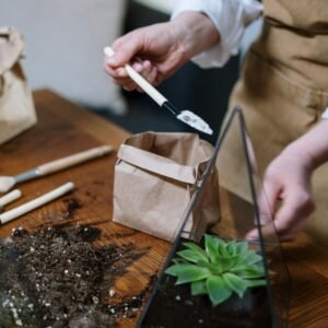 Kit de reforestación sostenible – “Plantá tu futuro”